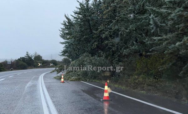 Προσοχή στους οδηγούς: Δέντρο έπεσε στο δρόμο Θερμοπυλών - Ιτέας