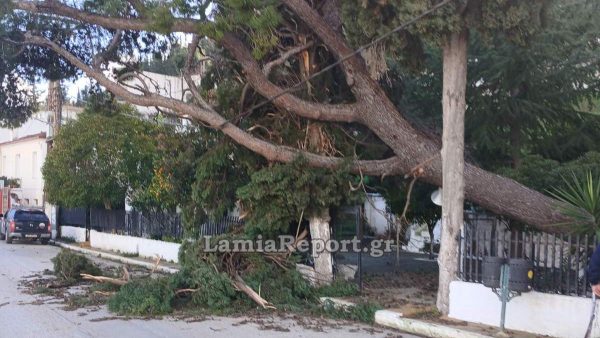 Έπεσαν δέντρα στη Λοκρίδα - Ευτυχώς δεν θρηνήσαμε θύματα (ΦΩΤΟ)