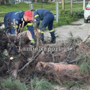 Λαμία: Μεγάλο κλωνάρι δέντρου έπεσε πάνω σε αυτοκίνητα - Από τύχη δεν υπήρξε κάποιος τραυματισμός (ΒΙΝΤΕΟ-ΦΩΤΟ)