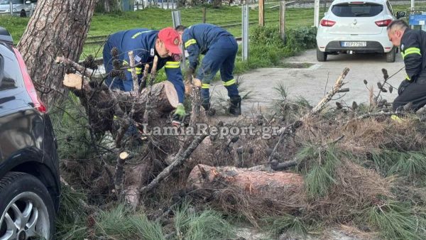 Λαμία: Μεγάλο κλωνάρι δέντρου έπεσε πάνω σε αυτοκίνητα - Από τύχη δεν υπήρξε κάποιος τραυματισμός (ΒΙΝΤΕΟ-ΦΩΤΟ)