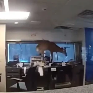 Νέα Υόρκη: Ελάφι έσπασε το παράθυρο και «μπούκαρε» σε τράπεζα