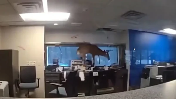 Νέα Υόρκη: Ελάφι έσπασε το παράθυρο και «μπούκαρε» σε τράπεζα