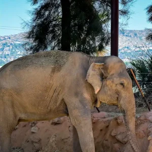 Ινδία: Τεράστιος ελέφαντας σκότωσε 20 ανθρώπους από την αρχή της χρονιάς – Προσπαθούν να τον εντοπίσουν οι αρχές