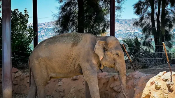 Ινδία: Τεράστιος ελέφαντας σκότωσε 20 ανθρώπους από την αρχή της χρονιάς – Προσπαθούν να τον εντοπίσουν οι αρχές