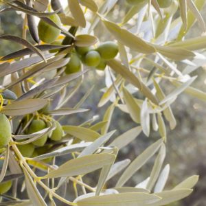 Άνοιγμα σε αγορά 300 εκατ. καταναλωτών για τα ελληνικά προϊόντα από τη συμφωνία ΕΕ-Mercosur: Οφέλη για λάδι, τυριά, ακτινίδια, ροδάκινα, αρτοσκευάσματα