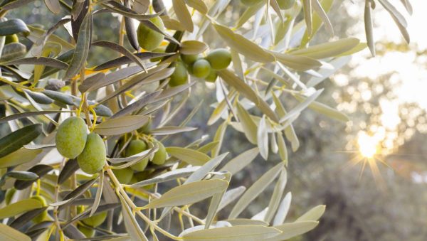 Άνοιγμα σε αγορά 300 εκατ. καταναλωτών για τα ελληνικά προϊόντα από τη συμφωνία ΕΕ-Mercosur: Οφέλη για λάδι, τυριά, ακτινίδια, ροδάκινα, αρτοσκευάσματα