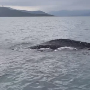 Εντοπίστηκε φάλαινα στον Παγασητικό: Ενδεχομένως τραυματισμένη και σε κίνδυνο - Επιχειρεί ειδική ομάδα (ΒΙΝΤΕΟ)