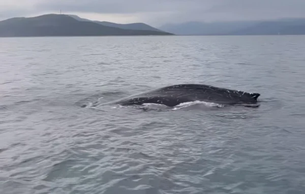 Εντοπίστηκε φάλαινα στον Παγασητικό: Ενδεχομένως τραυματισμένη και σε κίνδυνο - Επιχειρεί ειδική ομάδα (ΒΙΝΤΕΟ)