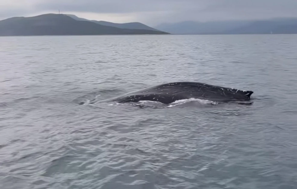 Εντοπίστηκε φάλαινα στον Παγασητικό: Ενδεχομένως τραυματισμένη και σε κίνδυνο - Επιχειρεί ειδική ομάδα (ΒΙΝΤΕΟ)