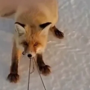 Αλεπού προσπαθεί να κλέψει έλκηθρο με ψάρια και γίνεται viral για την αποφασιστικότητά της! (ΒΙΝΤΕΟ)