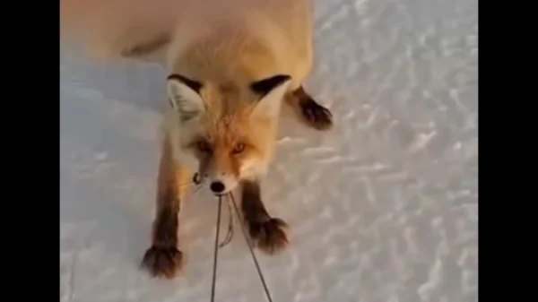 Αλεπού προσπαθεί να κλέψει έλκηθρο με ψάρια και γίνεται viral για την αποφασιστικότητά της! (ΒΙΝΤΕΟ)