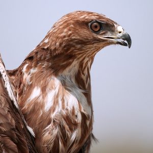 Γεράκι επιτέθηκε και σκότωσε δύο περιστέρια στο κέντρο της Λαμίας