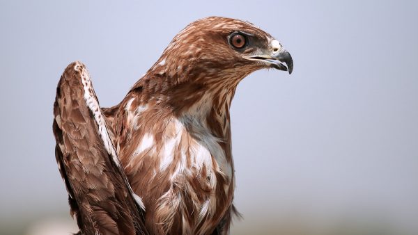 Γεράκι επιτέθηκε και σκότωσε δύο περιστέρια στο κέντρο της Λαμίας