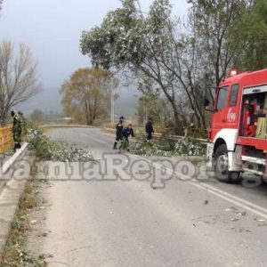 Λαμία: Έριξε δέντρα ο δυνατός αέρας