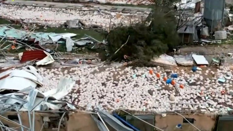 Ιωάννινα: Σε απόγνωση οι ιδιοκτήτες της πτηνοτροφικής μονάδας με τα 40.000 νεκρά κοτόπουλα