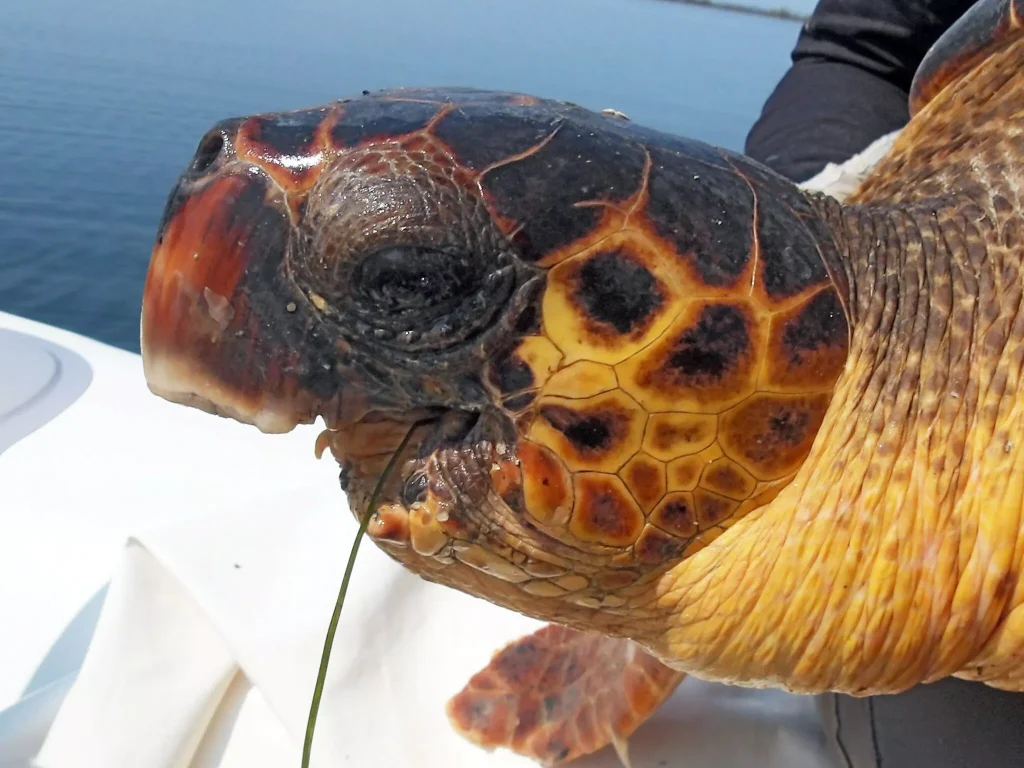 H απίστευτη ιστορία μιας σοβαρά τραυματισμένης χελώνας που ζει στον Αμβρακικό Κόλπο