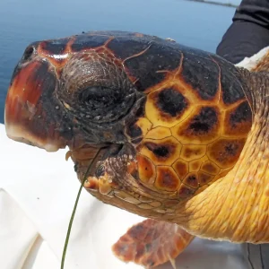 H απίστευτη ιστορία μιας σοβαρά τραυματισμένης χελώνας που ζει στον Αμβρακικό Κόλπο