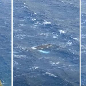 Φάλαινα εμφανίστηκε στον κόλπο των Αργινώντων στην Κάλυμνο - Δείτε το εντυπωσιακό βίντεο!