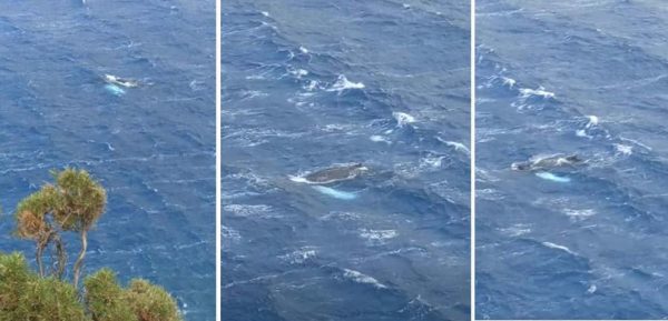 Φάλαινα εμφανίστηκε στον κόλπο των Αργινώντων στην Κάλυμνο - Δείτε το εντυπωσιακό βίντεο!