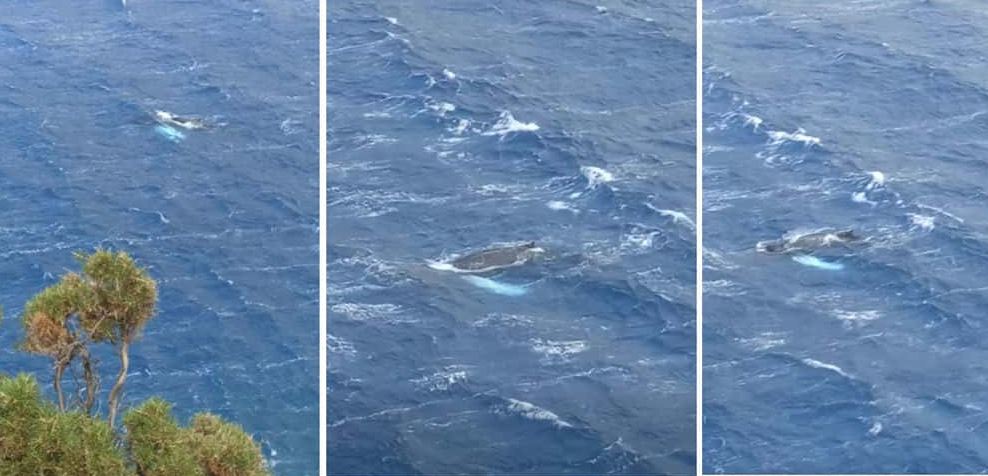 Φάλαινα εμφανίστηκε στον κόλπο των Αργινώντων στην Κάλυμνο - Δείτε το εντυπωσιακό βίντεο!