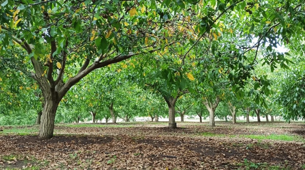 Ενοικιάζεται κτήμα με καρυδιές στο Παλαιοχώρι Λαμίας