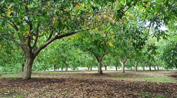 Ενοικιάζεται κτήμα με καρυδιές στο Παλαιοχώρι Λαμίας