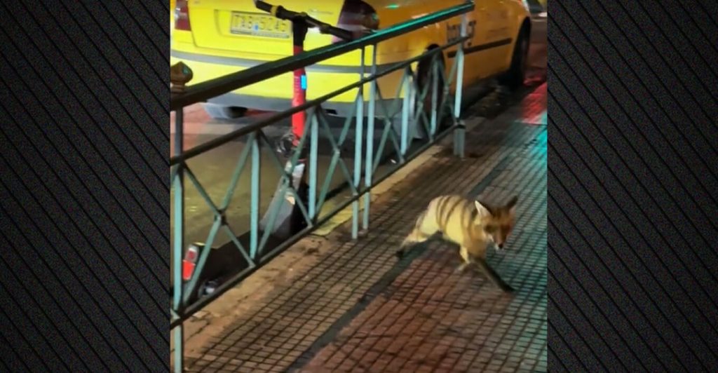 Αλεπού κάνει βόλτες σε κεντρικό δρόμο στο Κολωνάκι - Δείτε βίντεο