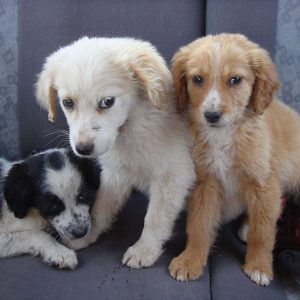 Ο Δήμος Θηβαίων εγκαινιάζει νέα κατηγορία στο επίσημο site για την υιοθεσία αδέσποτων