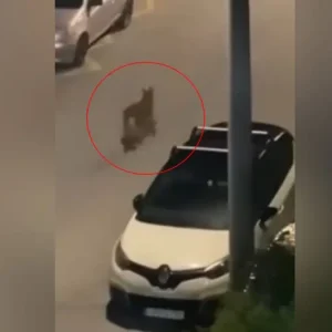 Λύκος περιπλανιέται σε δρόμο στο Χαϊδάρι