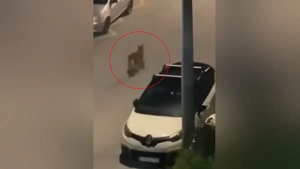 Λύκος περιπλανιέται σε δρόμο στο Χαϊδάρι