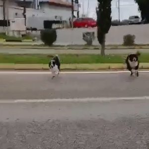 Καταγγελία για επίθεση από αδέσποτα σκυλιά στη Νέα Ρούμελη (ΒΙΝΤΕΟ)