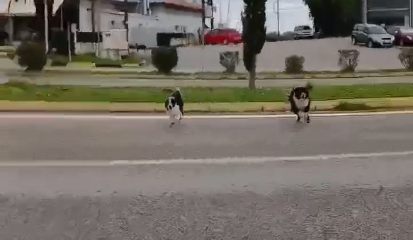 Καταγγελία για επίθεση από αδέσποτα σκυλιά στη Νέα Ρούμελη (ΒΙΝΤΕΟ)