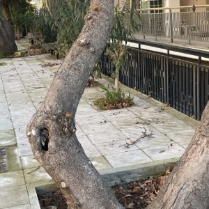 Αίτημα συντήρησης και καθαρισμού στην οδό Τυμφρηστού