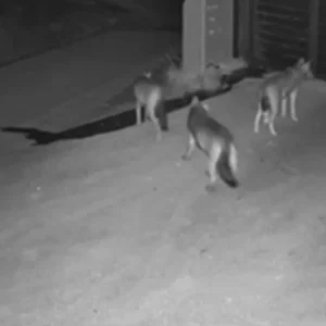 Αγέλη λύκων έφτασε μέχρι την είσοδο σπιτιού στη Θεσσαλονίκη (ΒΙΝΤΕΟ)