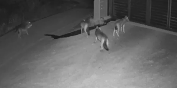 Αγέλη λύκων έφτασε μέχρι την είσοδο σπιτιού στη Θεσσαλονίκη (ΒΙΝΤΕΟ)