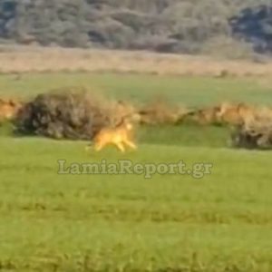 Φθιώτιδα: Λύκος δίπλα στα σπίτια (ΒΙΝΤΕΟ)