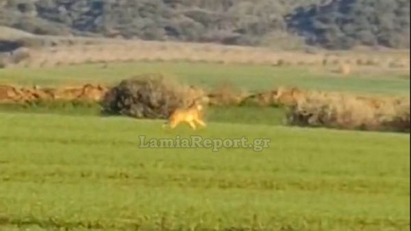 Φθιώτιδα: Λύκος δίπλα στα σπίτια (ΒΙΝΤΕΟ)