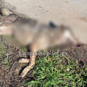 Τροχαίο με λύκο στην Ηράκλεια Λαμίας - Το ζώο χτυπήθηκε από αυτοκίνητο όταν διέσχιζε το δρόμο
