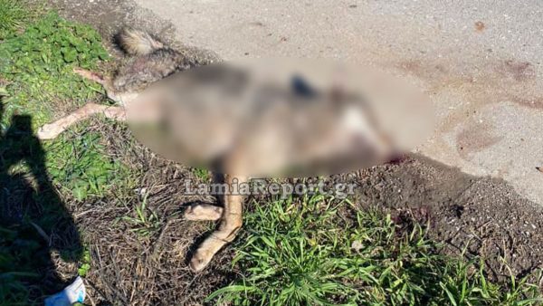 Τροχαίο με λύκο στην Ηράκλεια Λαμίας - Το ζώο χτυπήθηκε από αυτοκίνητο όταν διέσχιζε το δρόμο