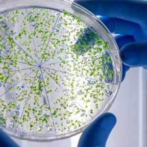 Συναγερμός για θανατηφόρο μύκητα που εξαπλώνεται παγκοσμίως – Γίνεται ολοένα πιο ανθεκτικός και πιο μεταδοτικός