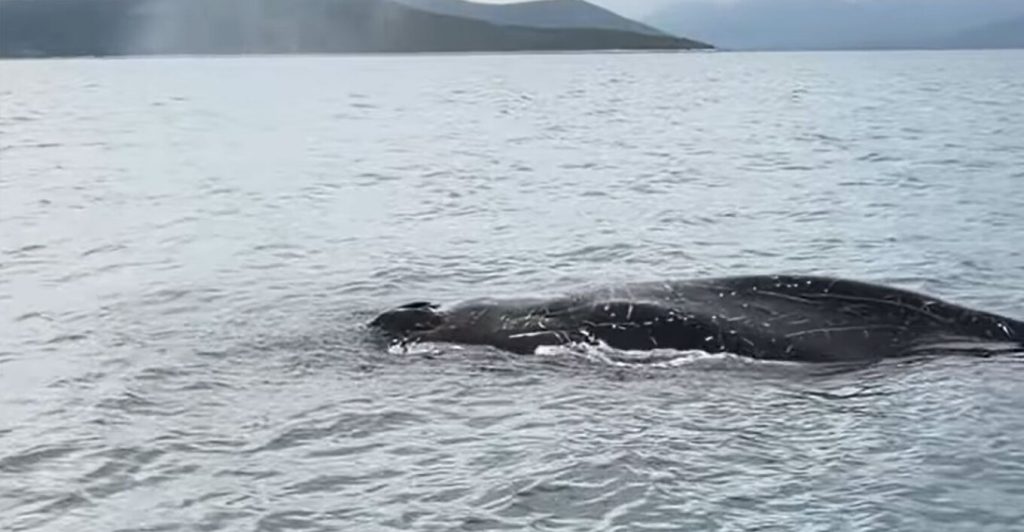 Εντοπίστηκε φάλαινα δίπλα σε ψαράδες στον Παγασητικό Κόλπο στον Βόλο - Δείτε βίντεο