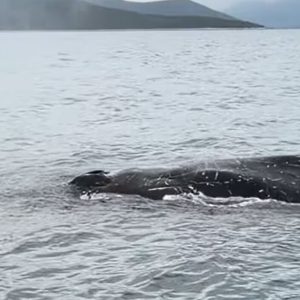 Εντοπίστηκε φάλαινα δίπλα σε ψαράδες στον Παγασητικό Κόλπο στον Βόλο - Δείτε βίντεο