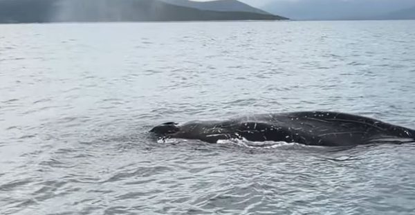 Εντοπίστηκε φάλαινα δίπλα σε ψαράδες στον Παγασητικό Κόλπο στον Βόλο - Δείτε βίντεο