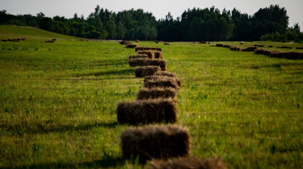 Λαμία: Πωλούνται σε μεγάλες ποσότητες μπάλες άχυρο και τριφύλλι