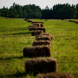 Λαμία: Πωλούνται σε μεγάλες ποσότητες μπάλες άχυρο και τριφύλλι