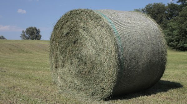 Λαμία: Πωλούνται σε μεγάλες ποσότητες μπάλες άχυρο και τριφύλλι