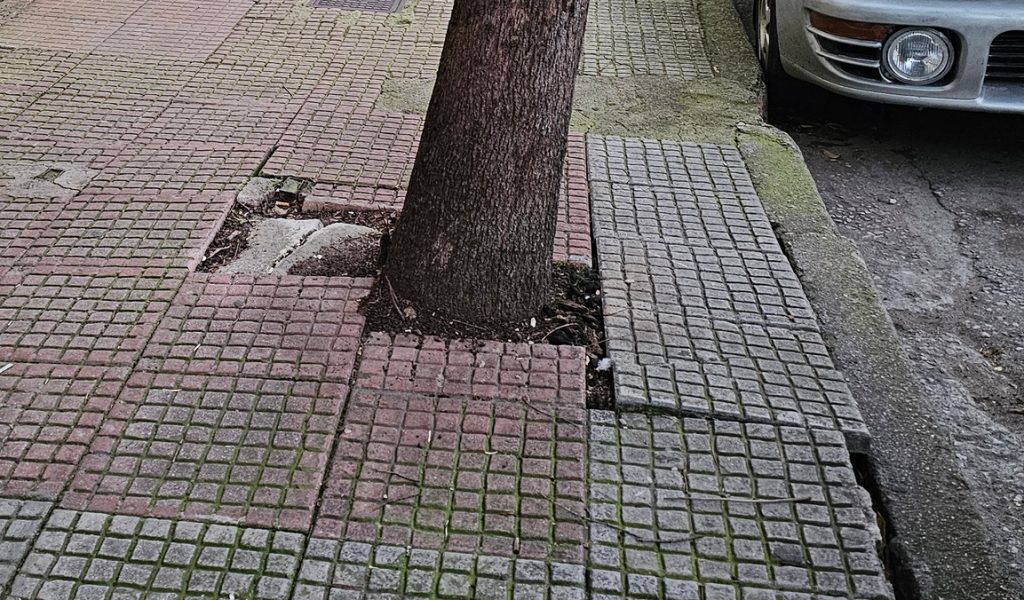 Γιατί επιλέχθηκαν τα συγκεκριμένα δέντρα να μπουν στα πεζοδρόμια της πόλης;