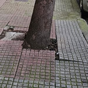 Γιατί επιλέχθηκαν τα συγκεκριμένα δέντρα να μπουν στα πεζοδρόμια της πόλης;