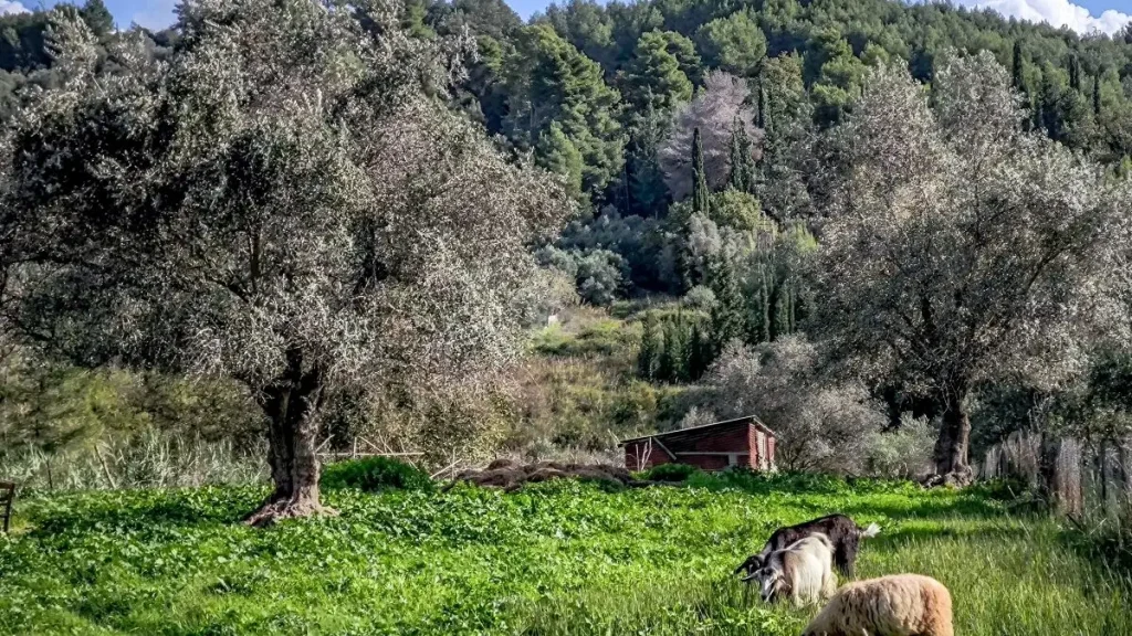 ΔΥΠΑ: Ξεκινά τη Δευτέρα νέο επιδοτούμενο πρόγραμμα για τη διαχείριση ζωονόσων στη Θεσσαλία