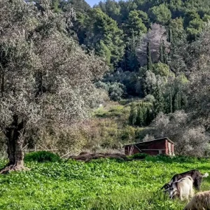 ΔΥΠΑ: Ξεκινά τη Δευτέρα νέο επιδοτούμενο πρόγραμμα για τη διαχείριση ζωονόσων στη Θεσσαλία